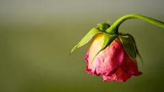 Pflanze wächst plötzlich nicht mehr? Der Grund könnte im Topf liegen